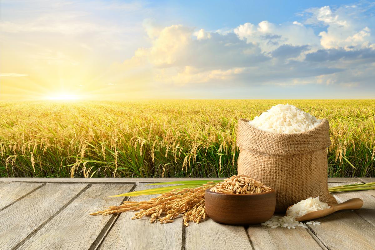 Basmati Rice Mill